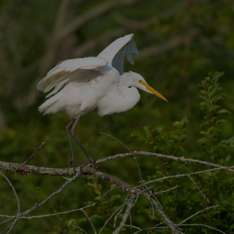Great Egret