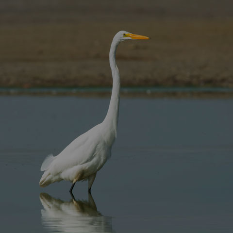 Great Egret