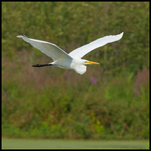 Great Egret