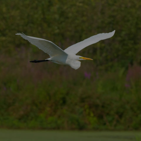 Great Egret