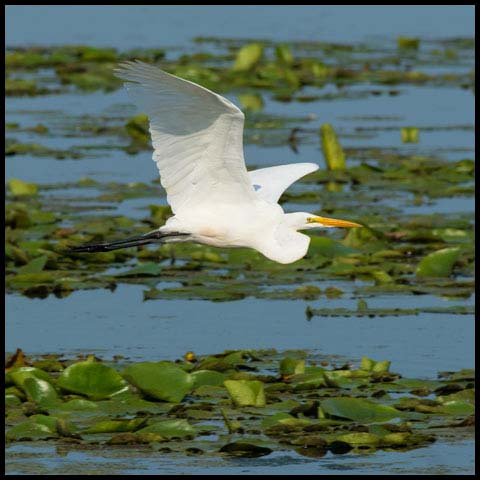 Great Egret