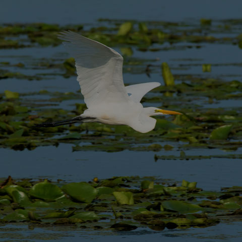 Great Egret