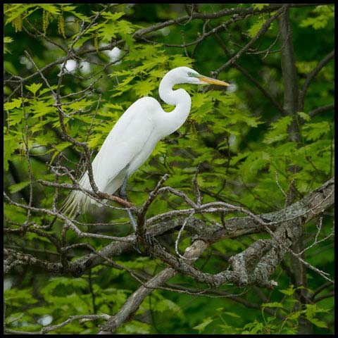 Great Egret