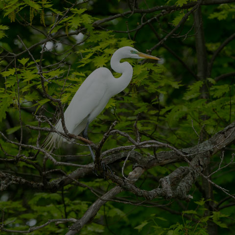 Great Egret