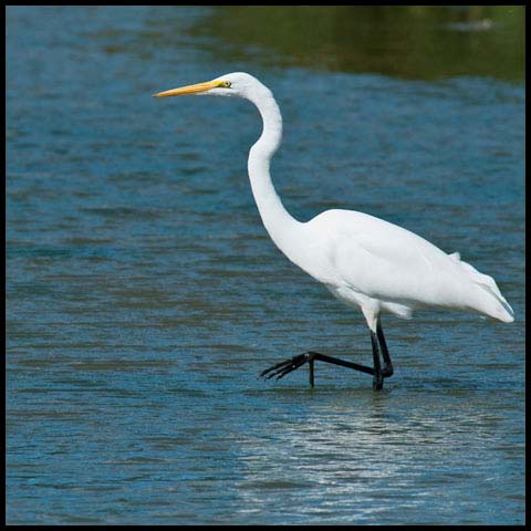 Great Egret