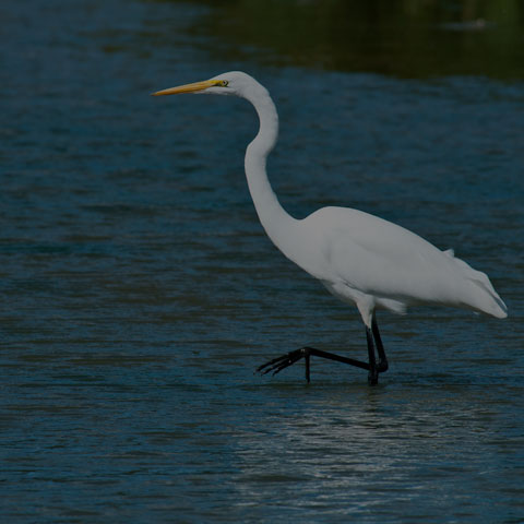 Great Egret
