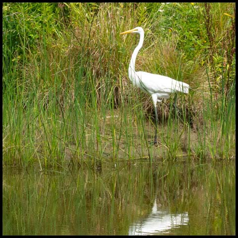 Great Egret