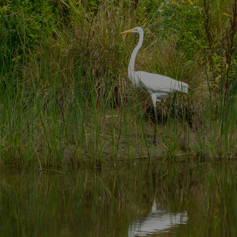 Great Egret