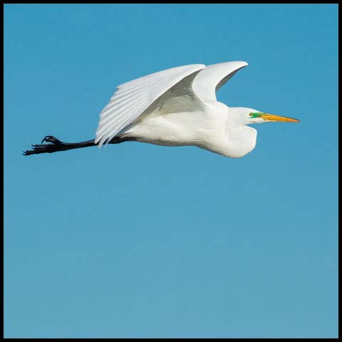 Great Egret