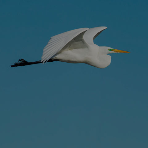 Great Egret