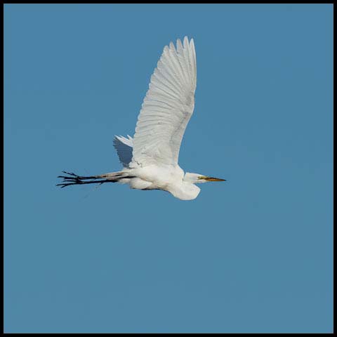 Great Egret