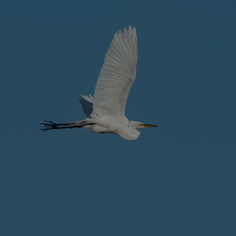 Great Egret