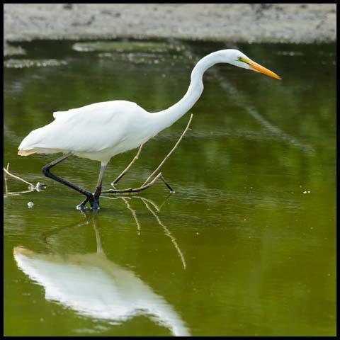 Great Egret