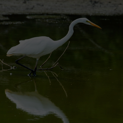 Great Egret