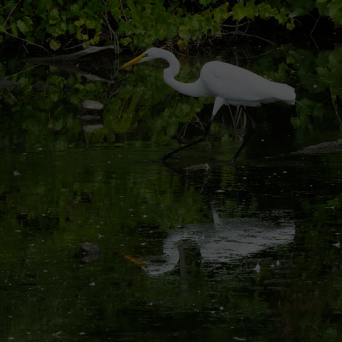 Great Egret