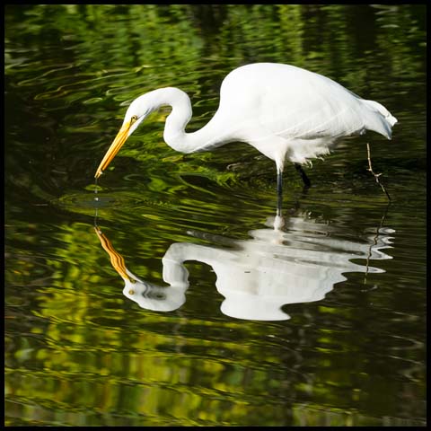 Great Egret