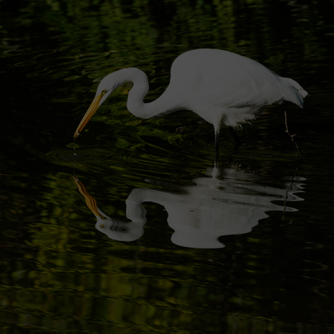 Great Egret