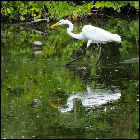 Great Egret