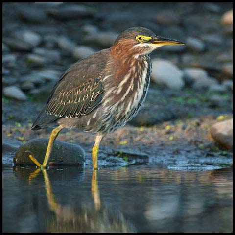 Green Heron