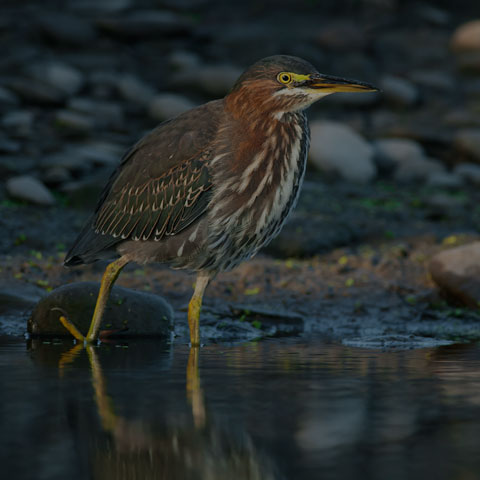 Green Heron
