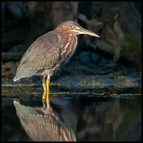 Green Heron