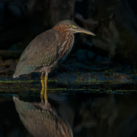 Green Heron