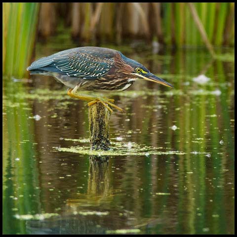 Green Heron