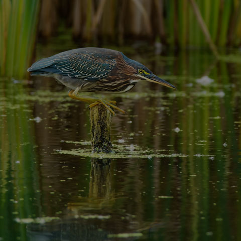 Green Heron