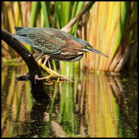 Green Heron