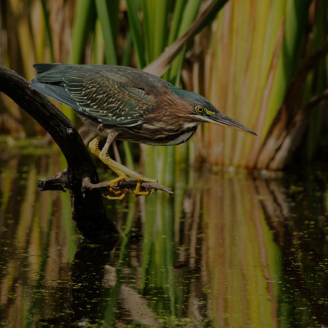 Green Heron