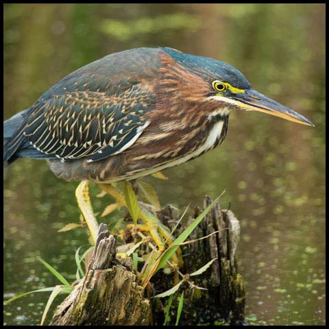 Green Heron