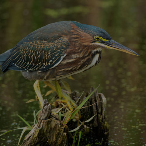 Green Heron
