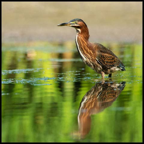 Green Heron