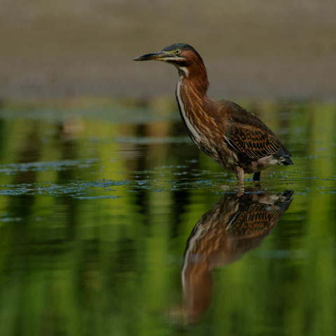 Green Heron