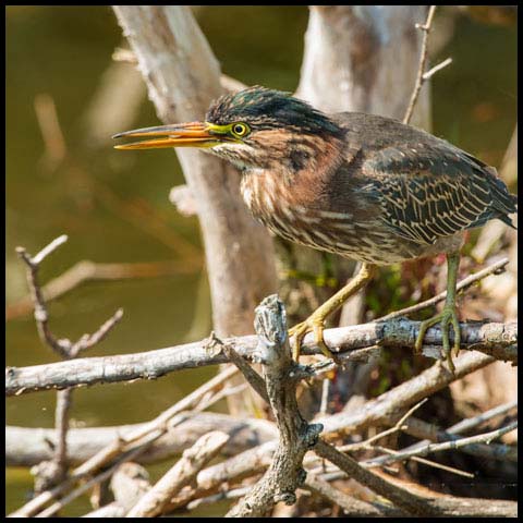 Green Heron