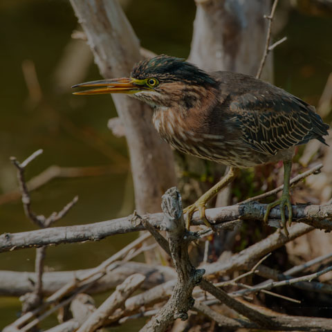 Green Heron