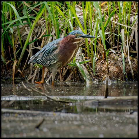 Green Heron