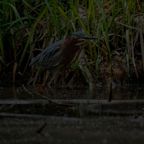 Green Heron