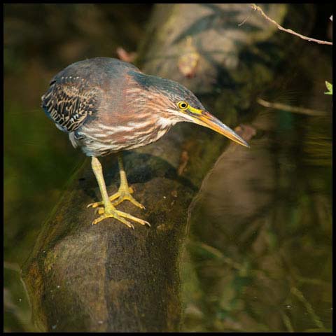 Green Heron