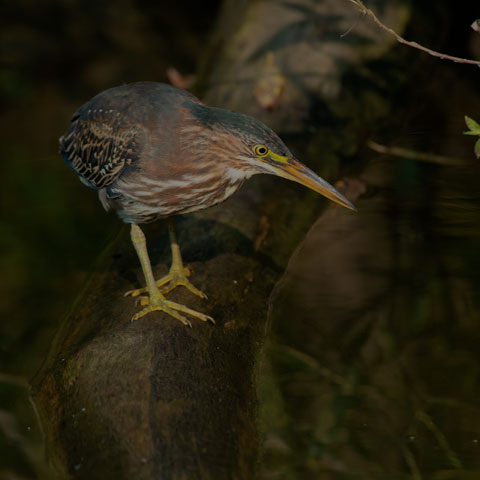Green Heron