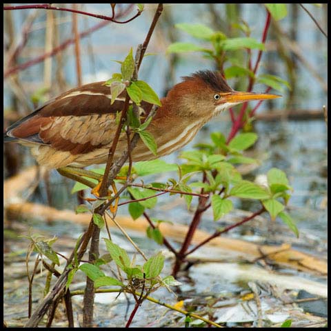 Least Bittern