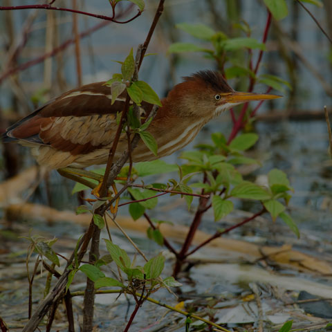 Least Bittern
