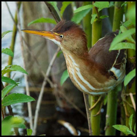 Least Bittern