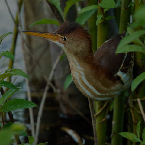 Least Bittern
