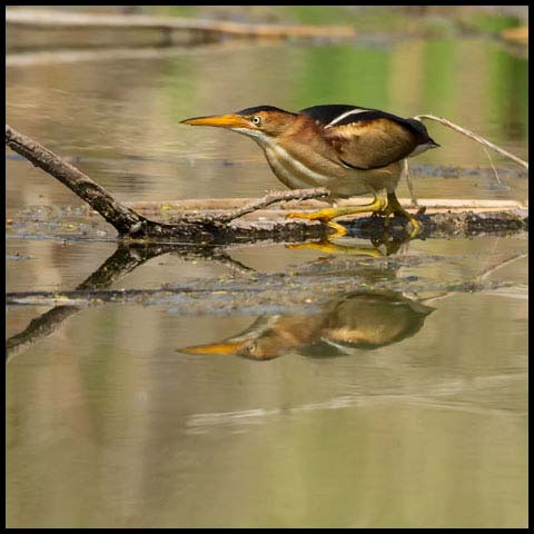 Least Bittern