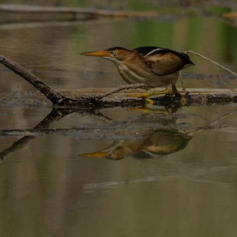 Least Bittern