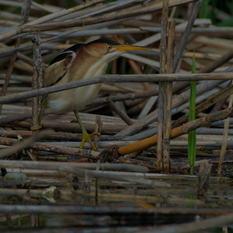 Least Bittern