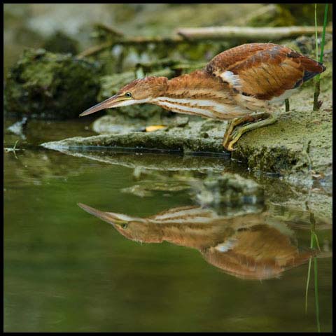 Least Bittern