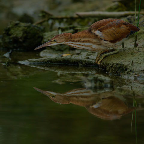 Least Bittern
