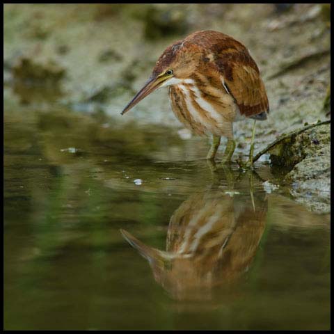 Least Bittern